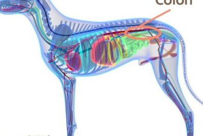 colitis en perros sintomas y tratamiento