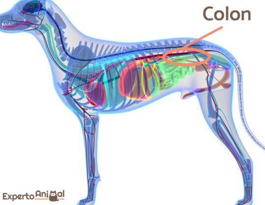 colitis en perros sintomas y tratamiento