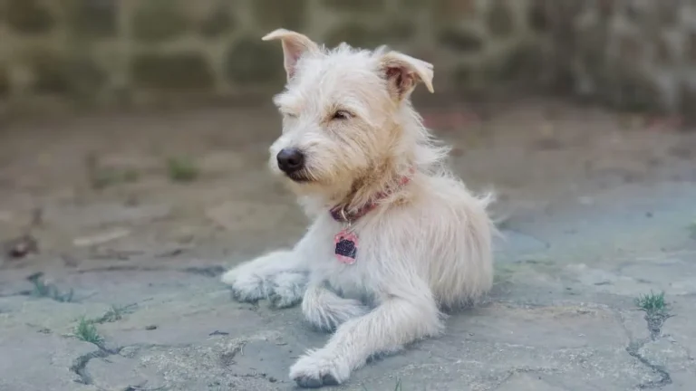 Apadrinamiento de perros en Colombia Perro apadrinado en el refugio