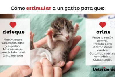 como ayudar al gatito a defecar