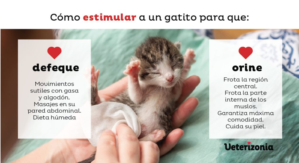 como ayudar al gatito a defecar