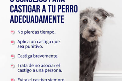 como castigar a un perro