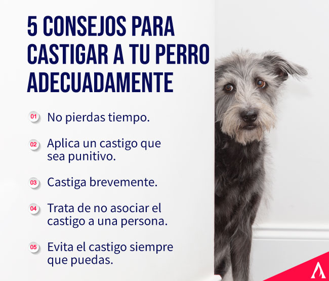 como castigar a un perro