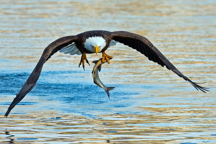 como cazan las aguilas