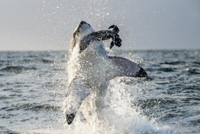 como cazan los tiburones