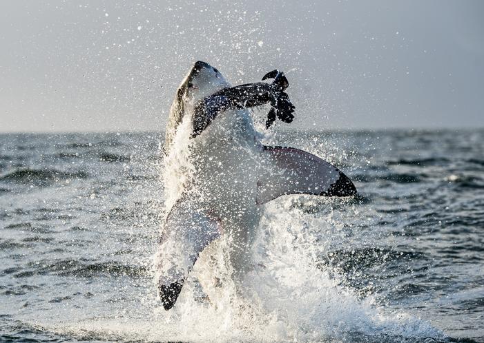 como cazan los tiburones