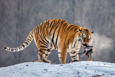 como cazan los tigres el enigma de la dieta carnivora