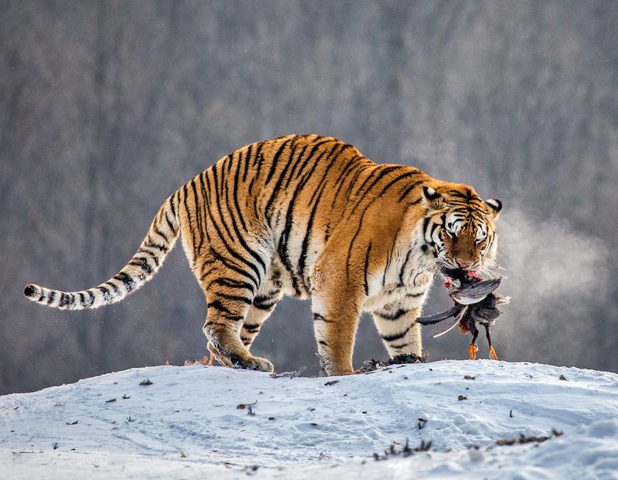 como cazan los tigres el enigma de la dieta carnivora