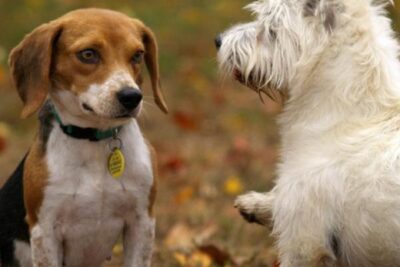 como comunicar eficazes a dos perros