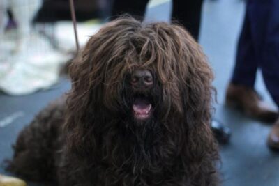 como cortar el pelo a un perro lleno de nudos