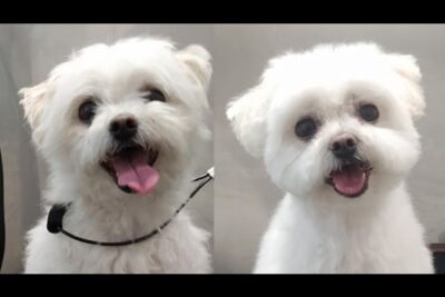 como cortar el pelo de un bichon maltes