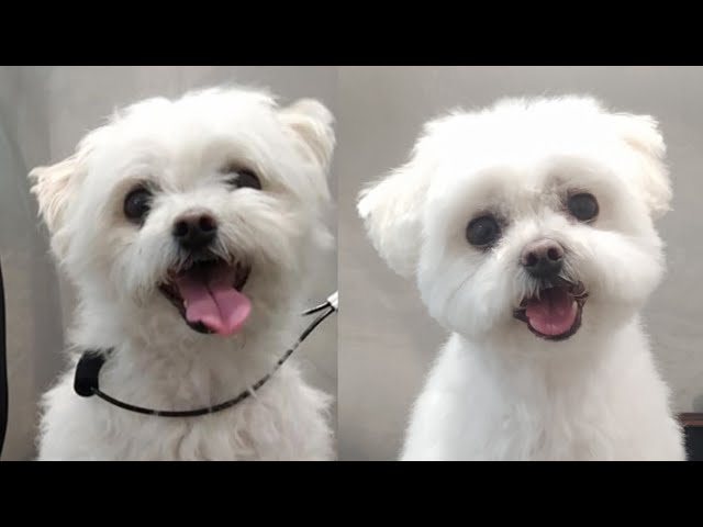 como cortar el pelo de un bichon maltes