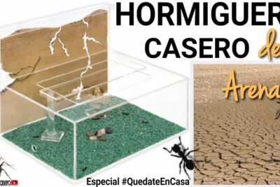 como crear un hormiguero casero para las hormigas