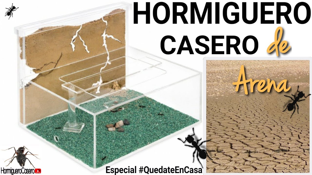 como crear un hormiguero casero para las hormigas