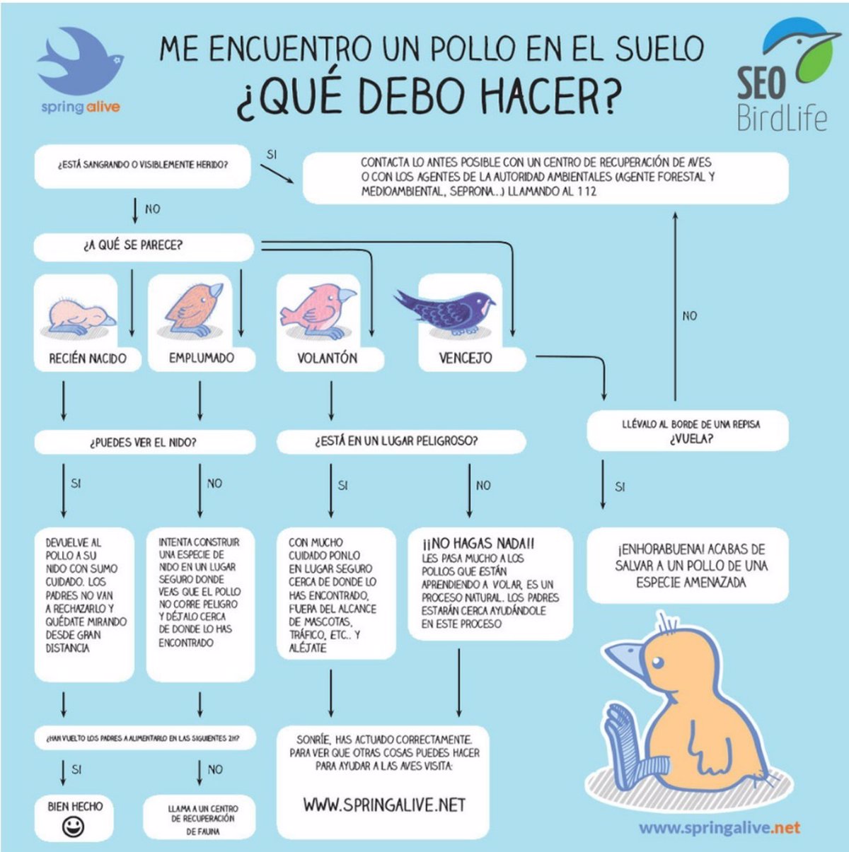 como cuidar a un pajaro que se ha caido del nido