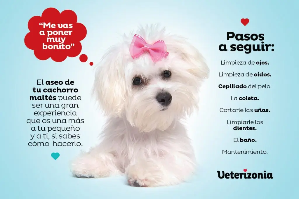 como cuidar el pelo del bichon maltes para evitar la rizacion