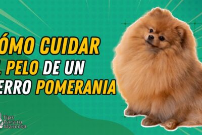 como cuidar el pelo del pomerania una guia paso a paso