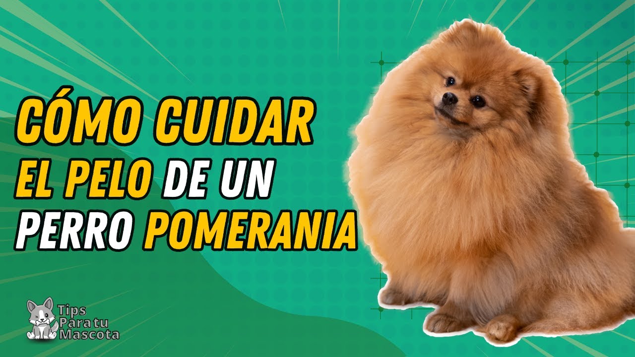 como cuidar el pelo del pomerania una guia paso a paso