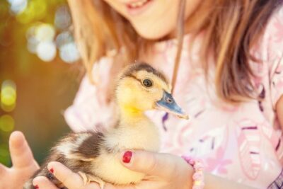 como cuidar un pato domestico