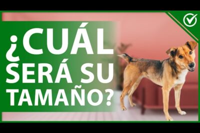 como determinar el tamano de un perro mestizo