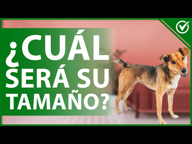 como determinar el tamano de un perro mestizo