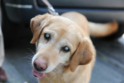 como determinar la ceguera en los perros