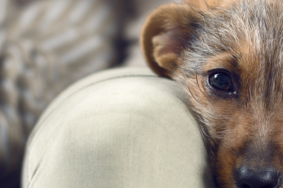 como determinar si interrumpir el embarazo de una perrita