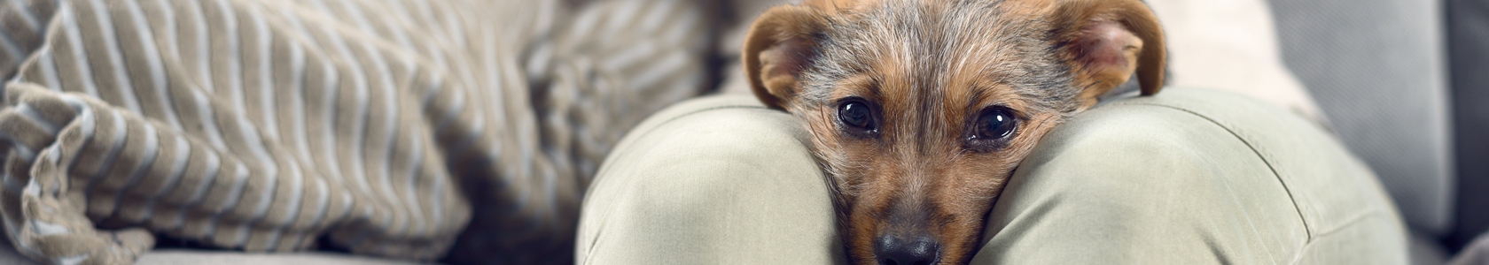 como determinar si interrumpir el embarazo de una perrita