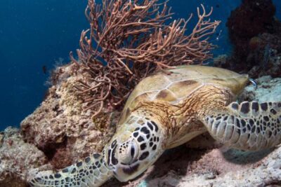 como duermen las tortugas