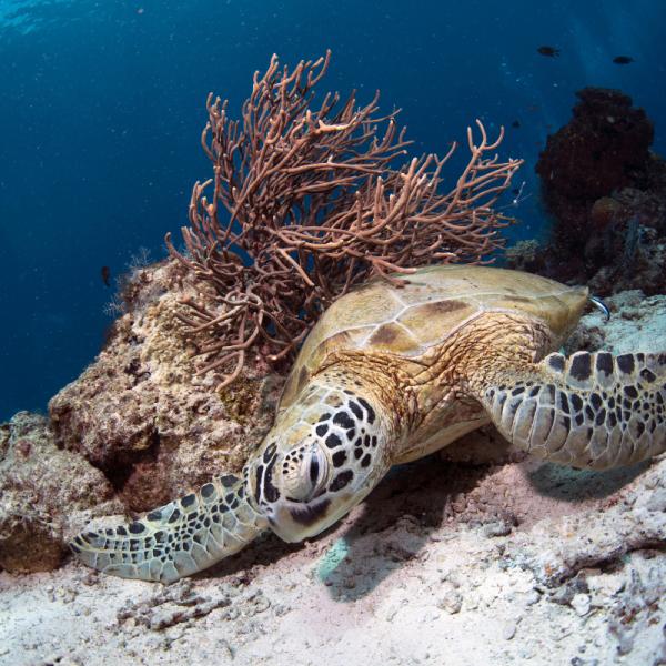 como duermen las tortugas