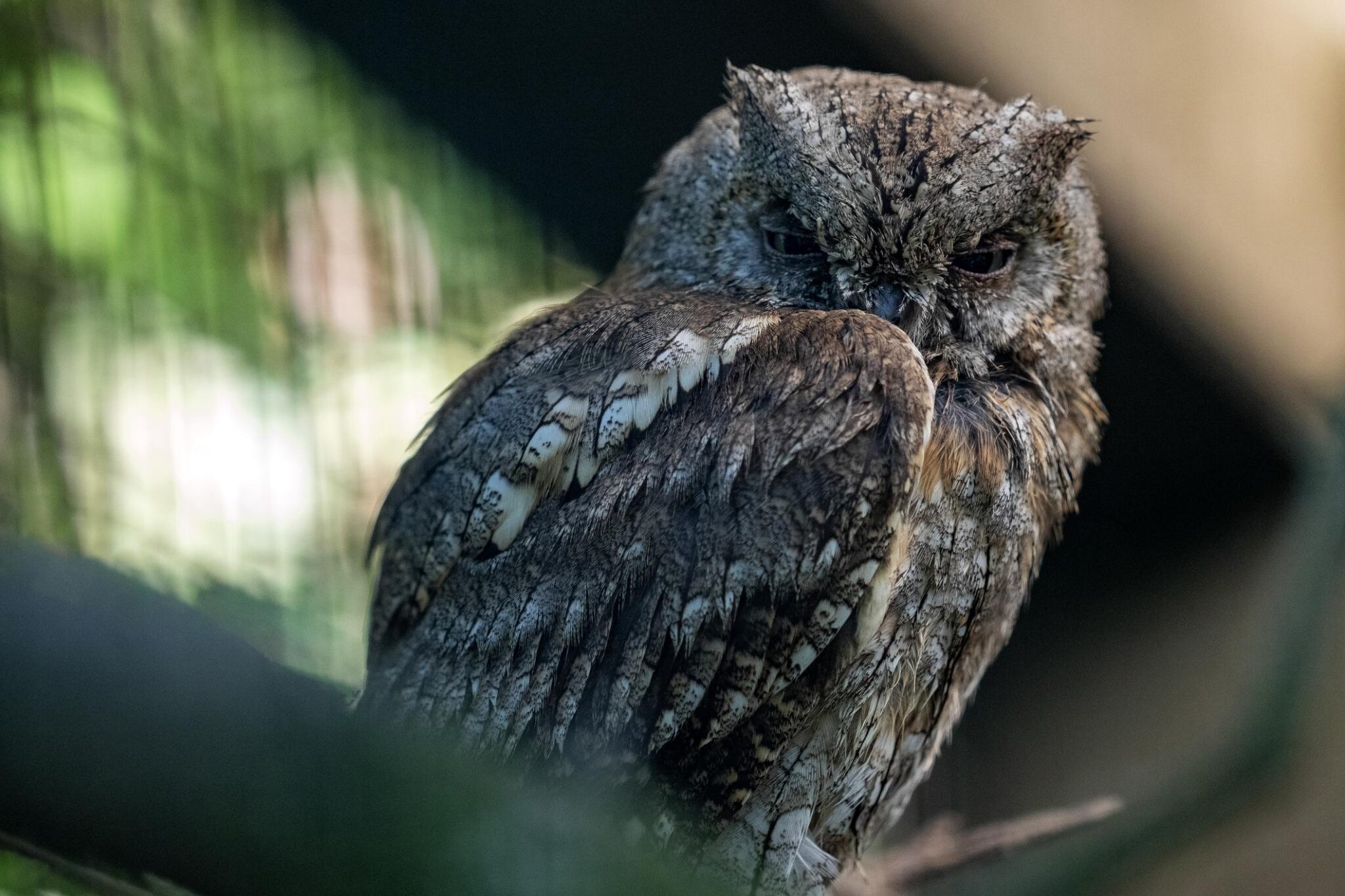 15 Animales más raros y bonitos del mundo (con FOTOS) - Corporación ...