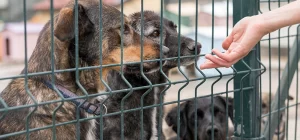 como elegir un perro en la perrera