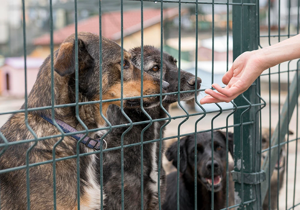 como elegir un perro en la perrera