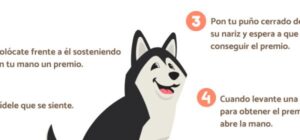 como ensenar a un perro dar la pata