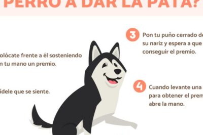 como ensenar a un perro dar la pata