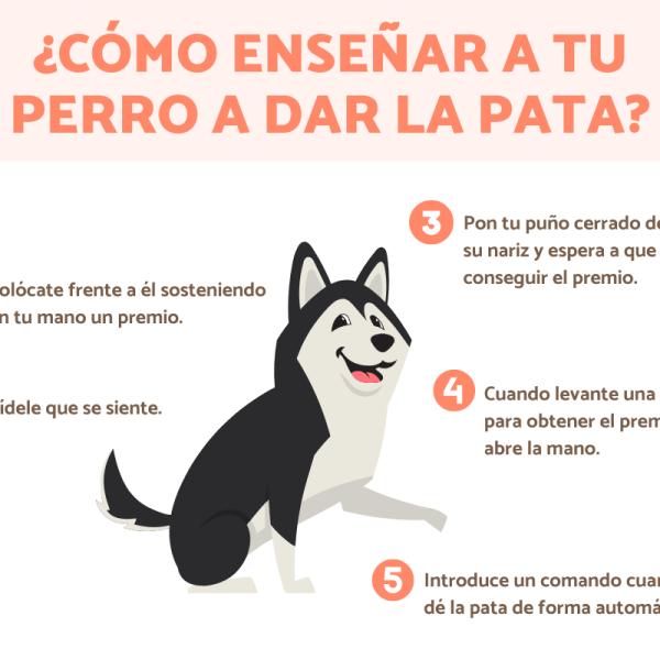 como ensenar a un perro dar la pata