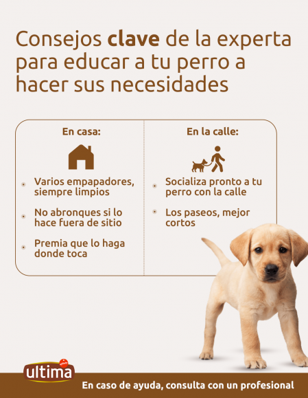 como ensenar a un perro