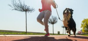 como ensenar al perro a correr conmigo