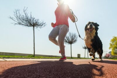 como ensenar al perro a correr conmigo