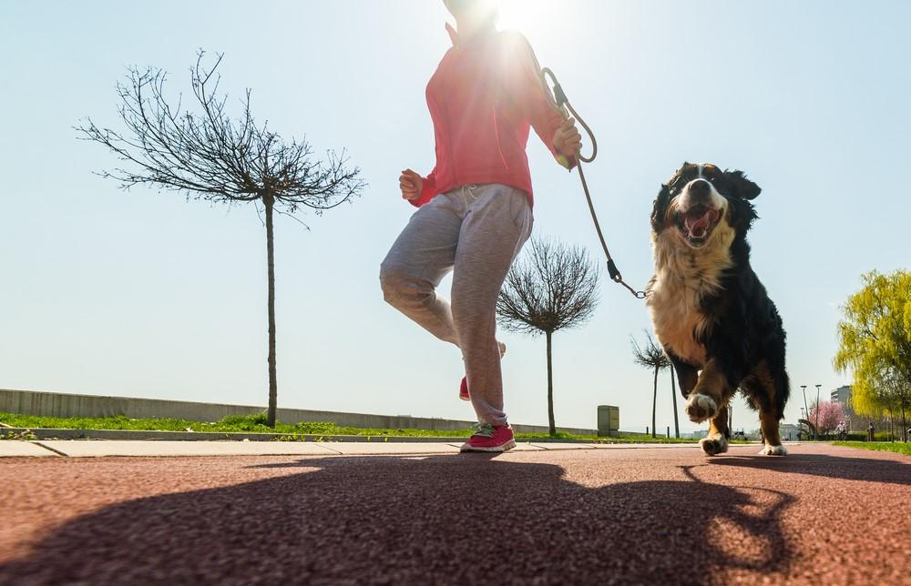 como ensenar al perro a correr conmigo