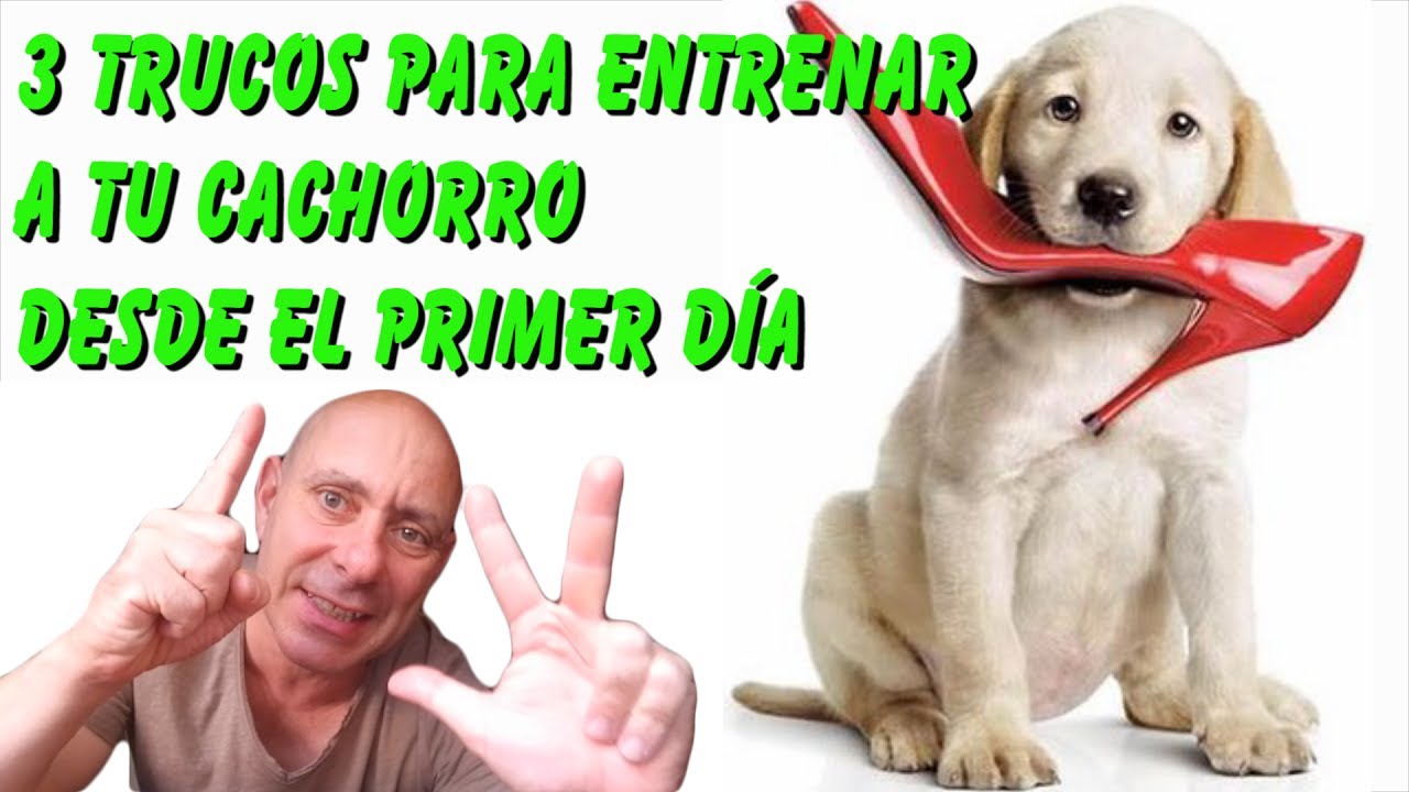 como entrenar a un perro cachorro