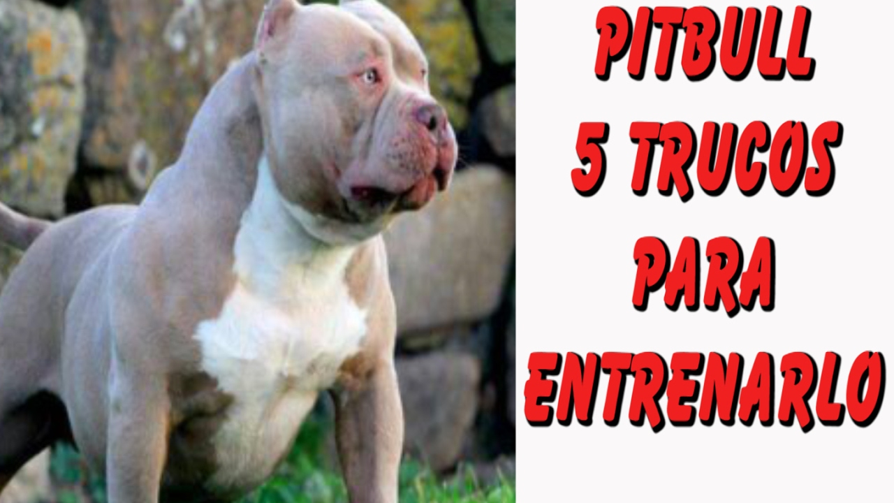 como entrenar un perro pitbull