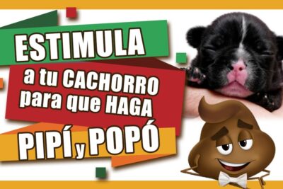 como estimular al cachorro para defecar