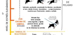 como gestionar el comportamiento del perro