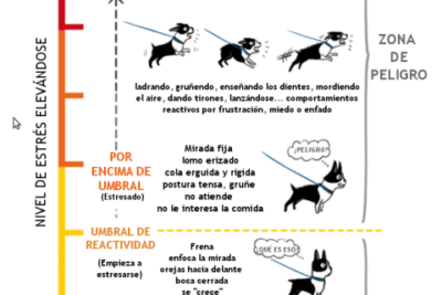 como gestionar el comportamiento del perro