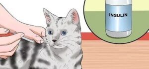 como identificar e interpretar la desnutricion en gatos