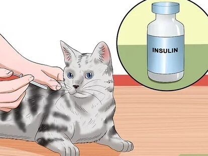 como identificar e interpretar la desnutricion en gatos