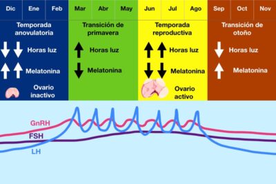 como identificar el ciclo estral en las yeguas