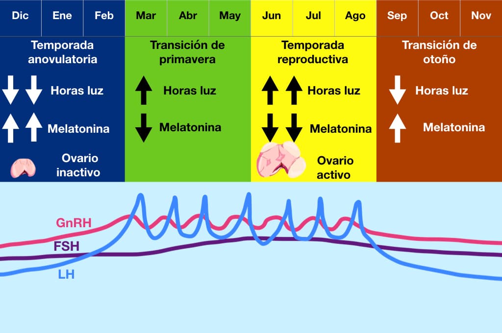 como identificar el ciclo estral en las yeguas