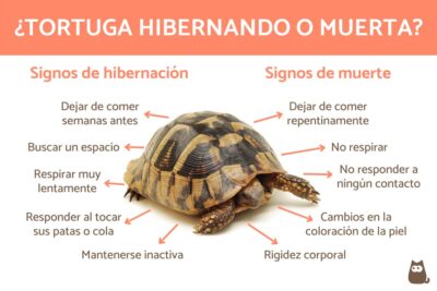 como identificar si una tortuga esta hibernando o muerta